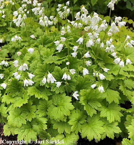 Cortusa matthioli f. alba